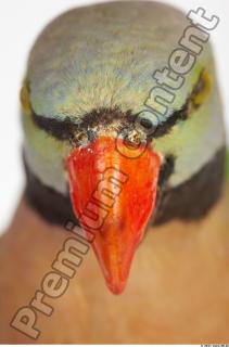 Parrot Psittacula alexandri 0021